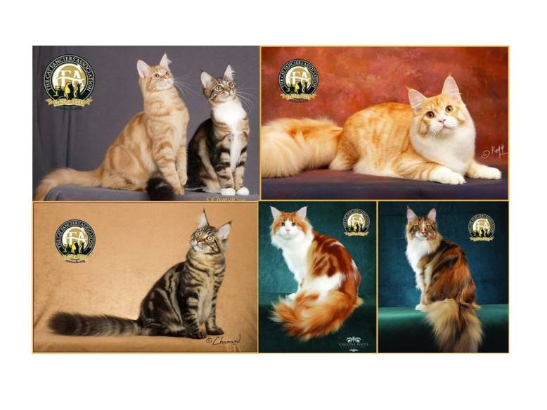 14656341_1765007717085288_9171386551087162875_n