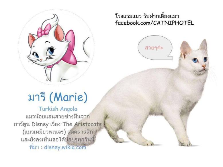 14725529_1762305330688860_5256810213400665685_n