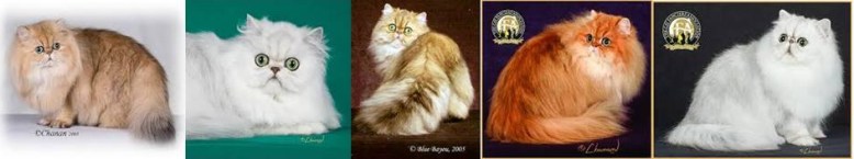 14731107_1765001220419271_6033242157667717592_n-copy