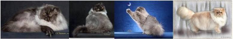 14731107_1765001220419271_6033242157667717592_n