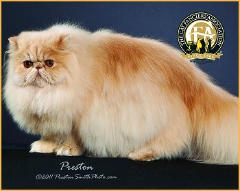 2012-gc-goliadatallulah